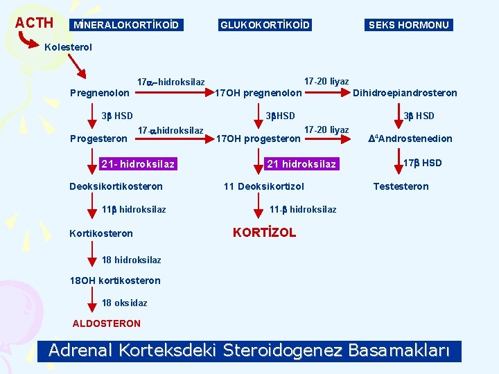 ACTH MİNERALOKORTİKOİD GLUKOKORTİKOİD SEKS HORMONU Kolesterol Pregnenolon 17 a-hidroksilaz 3 b HSD Progesteron 17