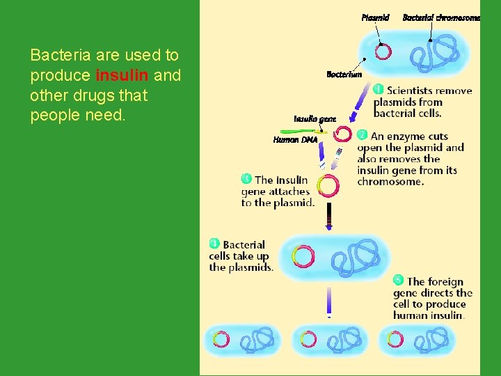 Bacteria are used to produce insulin and insulin other drugs that people need. Bacteria are used to produce insulin and insulin other drugs that people need.