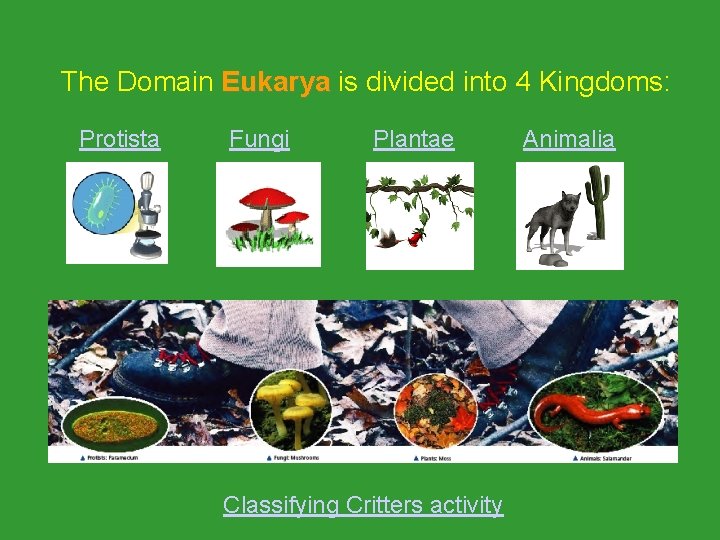 The Domain Eukarya is divided into 4 Kingdoms: Eukarya Protista Fungi Plantae Classifying Critters The Domain Eukarya is divided into 4 Kingdoms: Eukarya Protista Fungi Plantae Classifying Critters