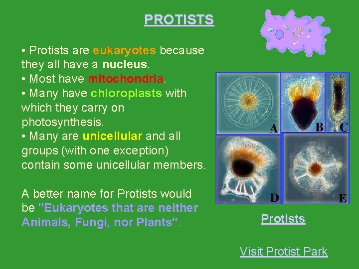 PROTISTS • Protists are eukaryotes because they all have a nucleus. • Most have PROTISTS • Protists are eukaryotes because they all have a nucleus. • Most have