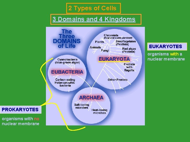 2 Types of Cells 3 Domains and 4 Kingdoms EUKARYOTES organisms with a with 2 Types of Cells 3 Domains and 4 Kingdoms EUKARYOTES organisms with a with