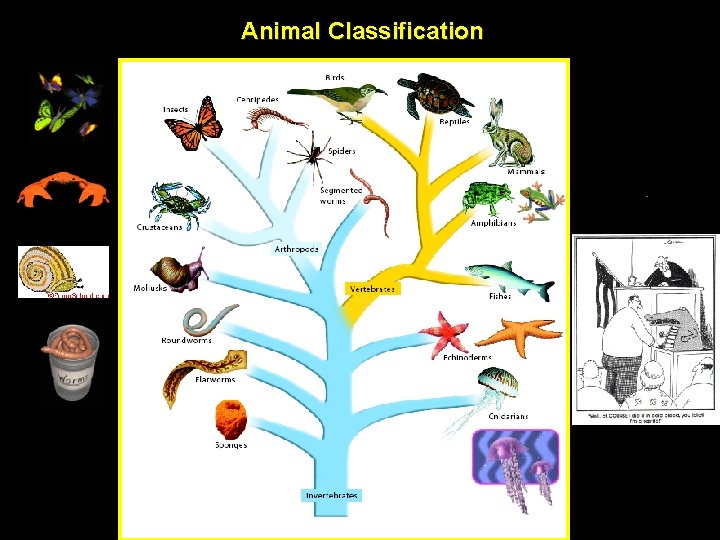 Animal Classification Animal Classification