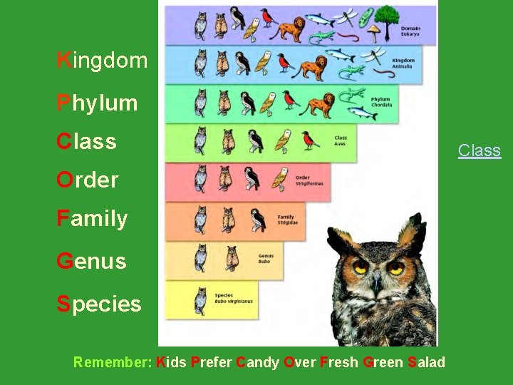 Kingdom Phylum Class Order Family Genus Species Remember: Kids Prefer Candy Over Fresh Green Kingdom Phylum Class Order Family Genus Species Remember: Kids Prefer Candy Over Fresh Green