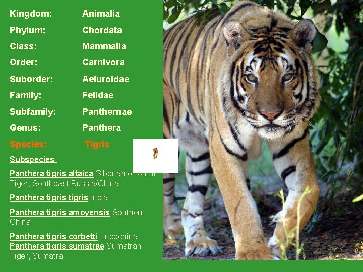 Kingdom: Animalia Phylum: Chordata Class: Mammalia Order: Carnivora Suborder: Aeluroidae Family: Felidae Subfamily: Panthernae Kingdom: Animalia Phylum: Chordata Class: Mammalia Order: Carnivora Suborder: Aeluroidae Family: Felidae Subfamily: Panthernae