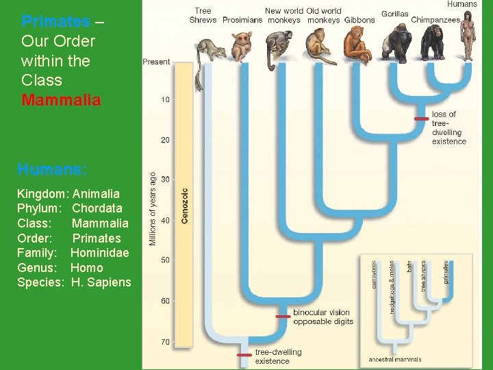 Primates – Primates Our Order within the Class Mammalia Humans: Kingdom: Animalia Phylum: Chordata Primates – Primates Our Order within the Class Mammalia Humans: Kingdom: Animalia Phylum: Chordata