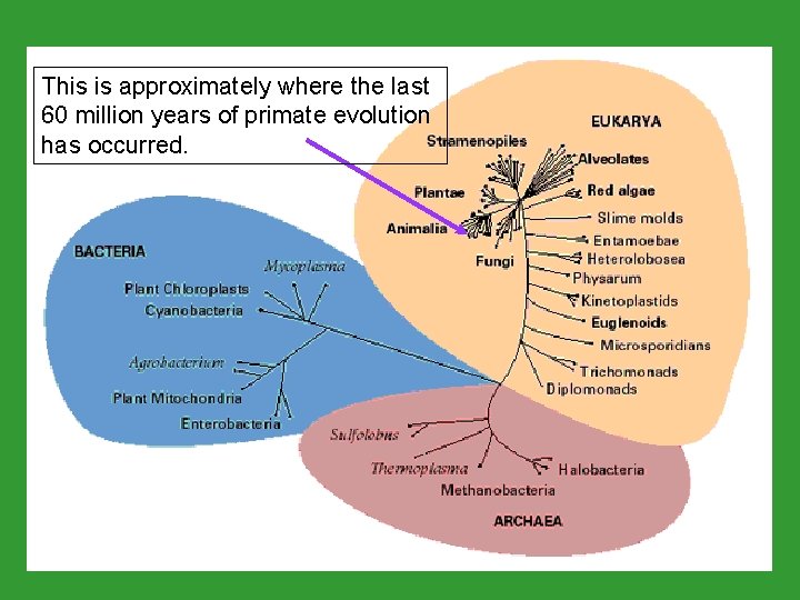 This is approximately where the last 60 million years of primate evolution has occurred. This is approximately where the last 60 million years of primate evolution has occurred.