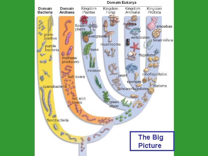 The Big Picture The Big Picture