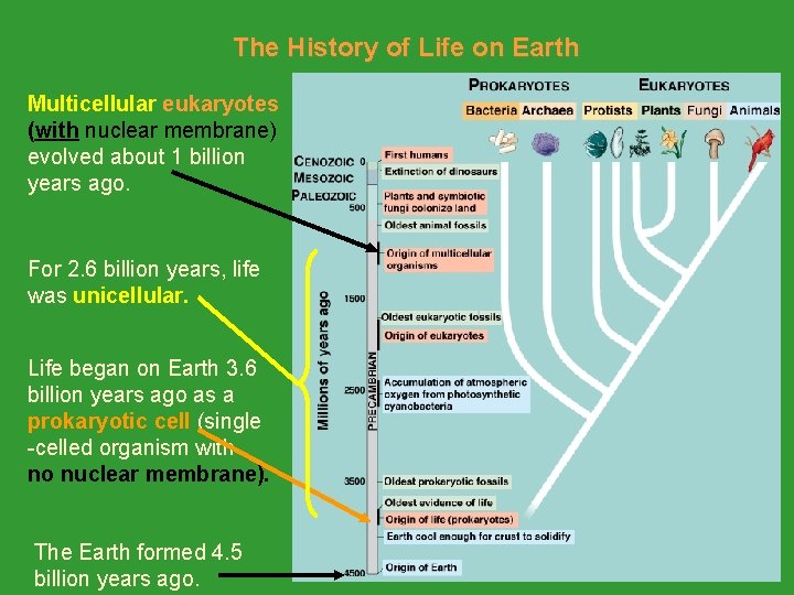 The History of Life on Earth Multicellular eukaryotes (with nuclear membrane) evolved about 1 The History of Life on Earth Multicellular eukaryotes (with nuclear membrane) evolved about 1
