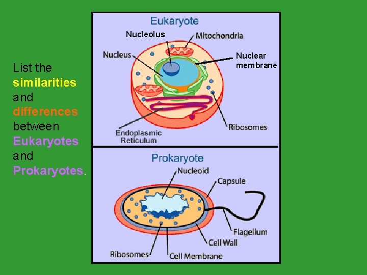 Nucleolus List the similarities and differences between Eukaryotes and Prokaryotes Nuclear membrane Nucleolus List the similarities and differences between Eukaryotes and Prokaryotes Nuclear membrane