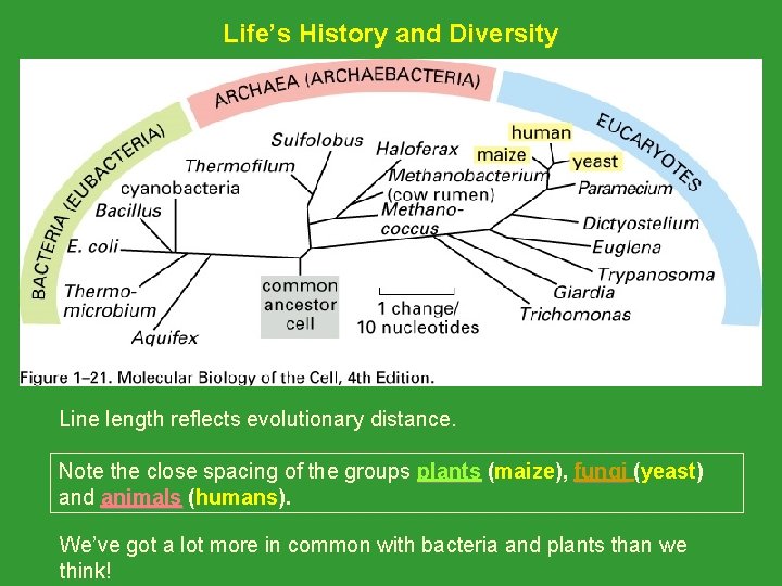 Life’s History and Diversity Line length reflects evolutionary distance. Note the close spacing of Life’s History and Diversity Line length reflects evolutionary distance. Note the close spacing of