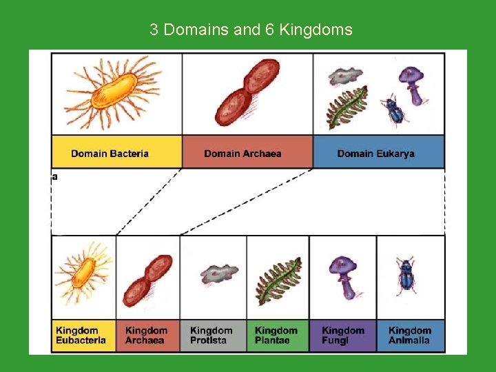 3 Domains and 6 Kingdoms 3 Domains and 6 Kingdoms