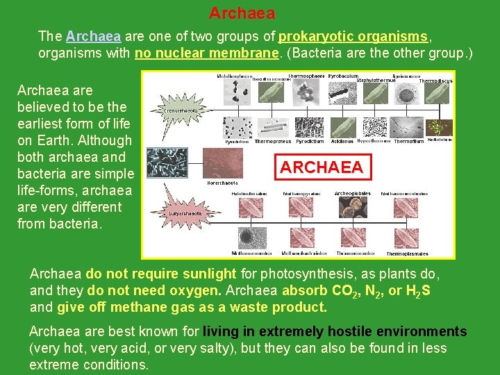 Archaea The Archaea are one of two groups of prokaryotic organisms, organisms with no Archaea The Archaea are one of two groups of prokaryotic organisms, organisms with no