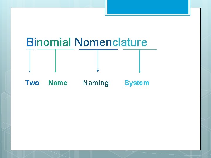 Binomial Nomenclature Two Name Naming System 
