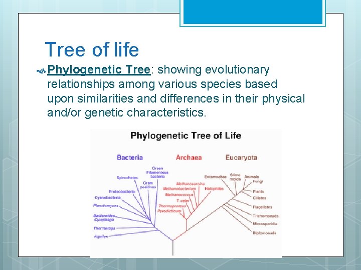 Tree of life Phylogenetic Tree: showing evolutionary relationships among various species based upon similarities