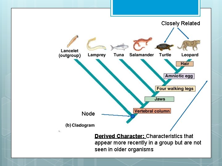 Closely Related Node Derived Character: Characteristics that appear more recently in a group but