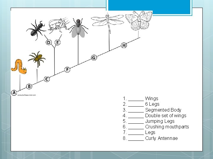  1. ______ Wings 2. ______ 6 Legs 3. ______ Segmented Body 4. ______