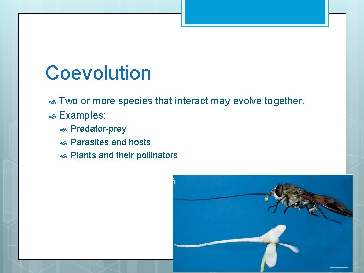 Coevolution Two or more species that interact may evolve together. Examples: Predator-prey Parasites and