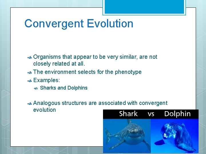 Convergent Evolution Organisms that appear to be very similar, are not closely related at