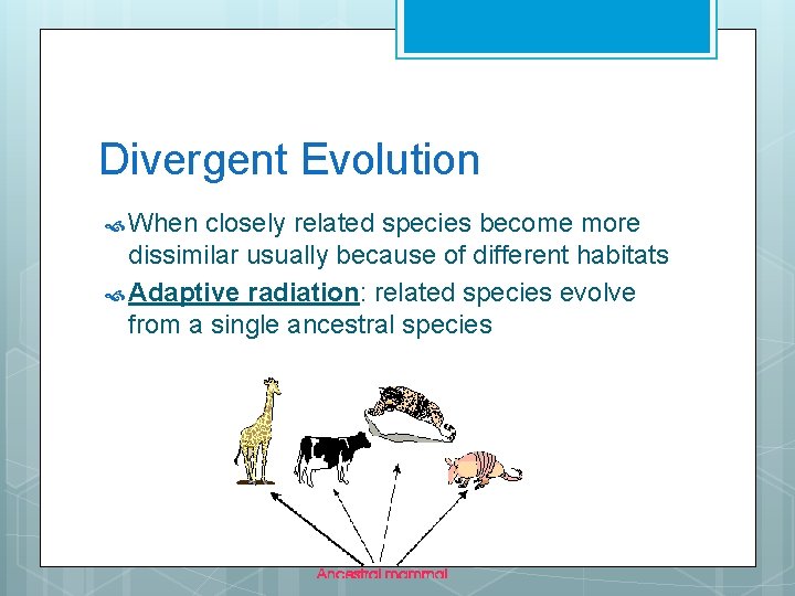 Divergent Evolution When closely related species become more dissimilar usually because of different habitats