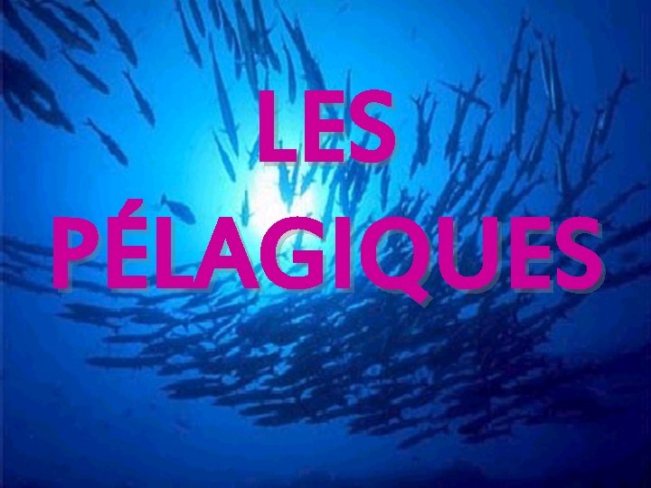 LES PÉLAGIQUES LES PÉLAGIQUES