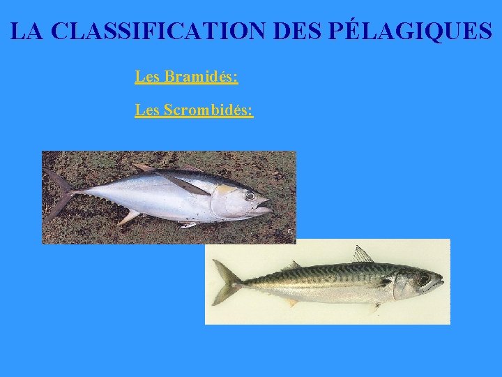 LA CLASSIFICATION DES PÉLAGIQUES Les Bramidés: Les Scrombidés: LA CLASSIFICATION DES PÉLAGIQUES Les Bramidés: Les Scrombidés: