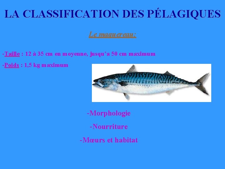 LA CLASSIFICATION DES PÉLAGIQUES Le maquereau: -Taille : 12 à 35 cm en moyenne, LA CLASSIFICATION DES PÉLAGIQUES Le maquereau: -Taille : 12 à 35 cm en moyenne,