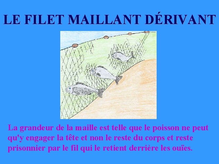 LE FILET MAILLANT DÉRIVANT La grandeur de la maille est telle que le poisson LE FILET MAILLANT DÉRIVANT La grandeur de la maille est telle que le poisson
