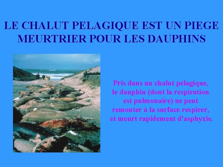 LE CHALUT PELAGIQUE EST UN PIEGE MEURTRIER POUR LES DAUPHINS Pris dans un chalut LE CHALUT PELAGIQUE EST UN PIEGE MEURTRIER POUR LES DAUPHINS Pris dans un chalut