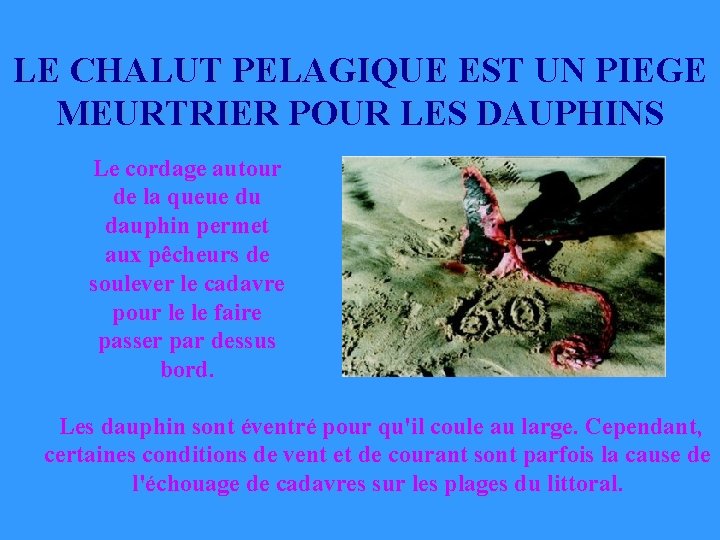 LE CHALUT PELAGIQUE EST UN PIEGE MEURTRIER POUR LES DAUPHINS Le cordage autour de LE CHALUT PELAGIQUE EST UN PIEGE MEURTRIER POUR LES DAUPHINS Le cordage autour de