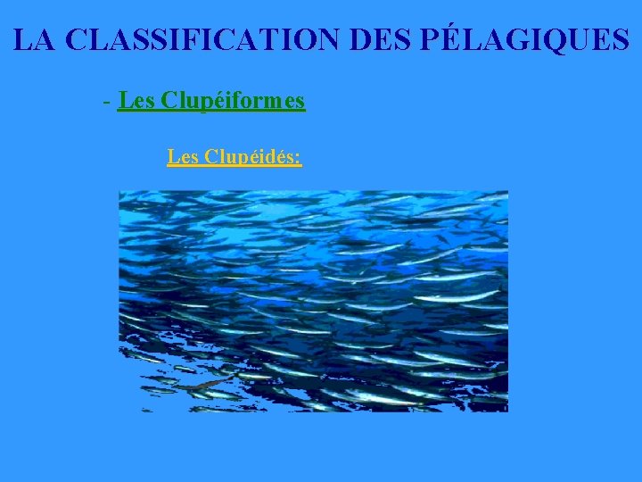 LA CLASSIFICATION DES PÉLAGIQUES - Les Clupéiformes Les Clupéidés: LA CLASSIFICATION DES PÉLAGIQUES - Les Clupéiformes Les Clupéidés: