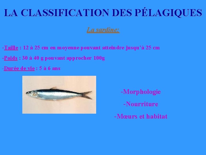 LA CLASSIFICATION DES PÉLAGIQUES La sardine: -Taille : 12 à 25 cm en moyenne LA CLASSIFICATION DES PÉLAGIQUES La sardine: -Taille : 12 à 25 cm en moyenne