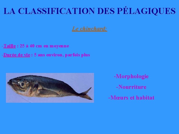 LA CLASSIFICATION DES PÉLAGIQUES Le chinchard: -Taille : 25 à 40 cm en moyenne LA CLASSIFICATION DES PÉLAGIQUES Le chinchard: -Taille : 25 à 40 cm en moyenne