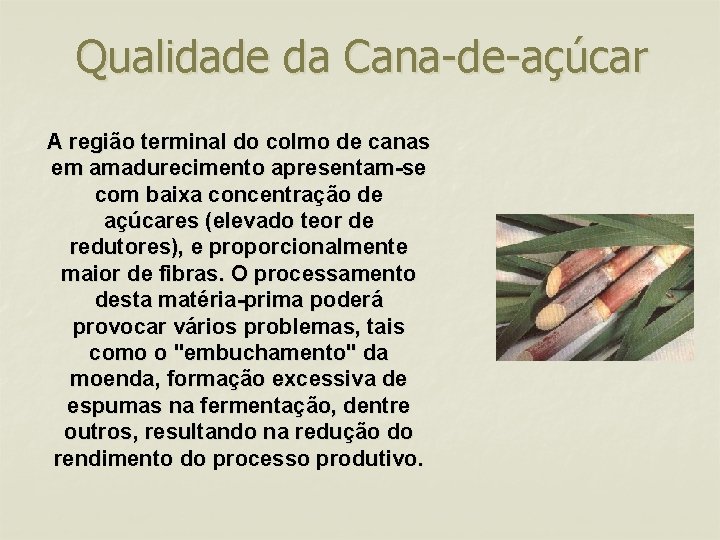 Qualidade da Cana-de-açúcar A região terminal do colmo de canas em amadurecimento apresentam-se com