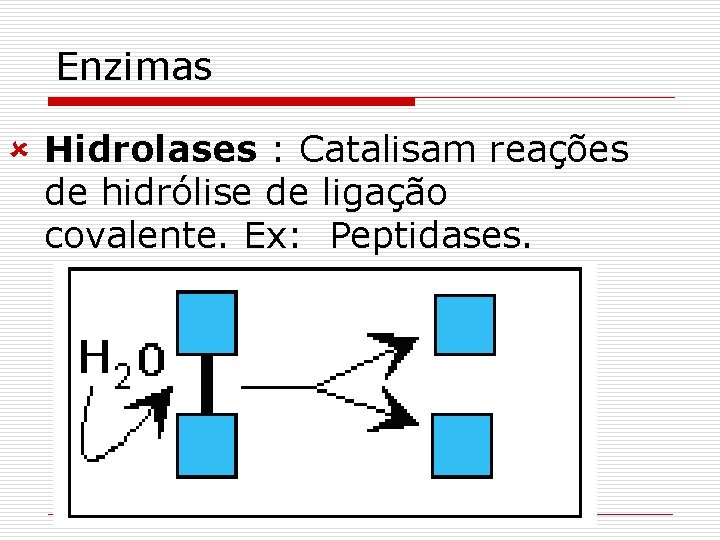 Enzimas û Hidrolases : Catalisam reações de hidrólise de ligação covalente. Ex: Peptidases. 