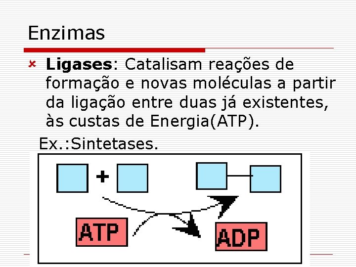 Enzimas û Ligases: Catalisam reações de formação e novas moléculas a partir da ligação