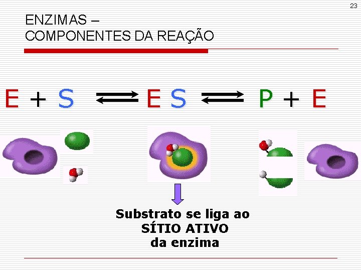 23 ENZIMAS – COMPONENTES DA REAÇÃO E+S ES Substrato se liga ao SÍTIO ATIVO