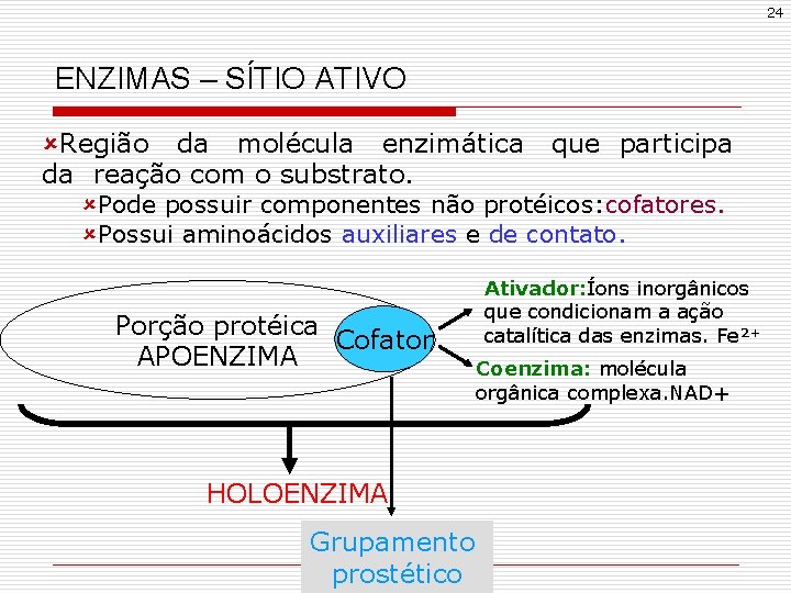 24 ENZIMAS – SÍTIO ATIVO ûRegião da molécula enzimática da reação com o substrato.