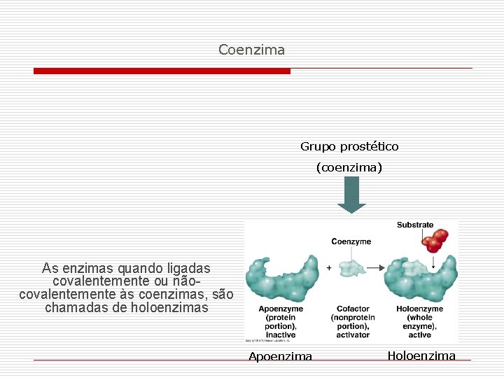 Coenzima Grupo prostético (coenzima) As enzimas quando ligadas covalentemente ou nãocovalentemente às coenzimas, são