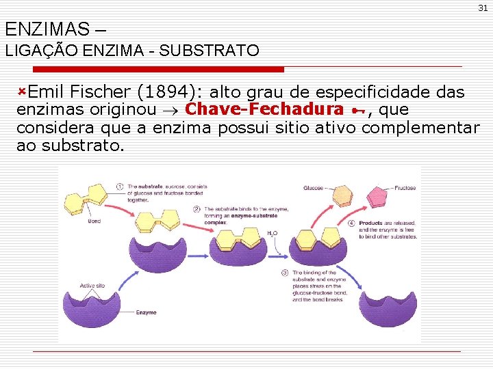 31 ENZIMAS – LIGAÇÃO ENZIMA - SUBSTRATO ûEmil Fischer (1894): alto grau de especificidade