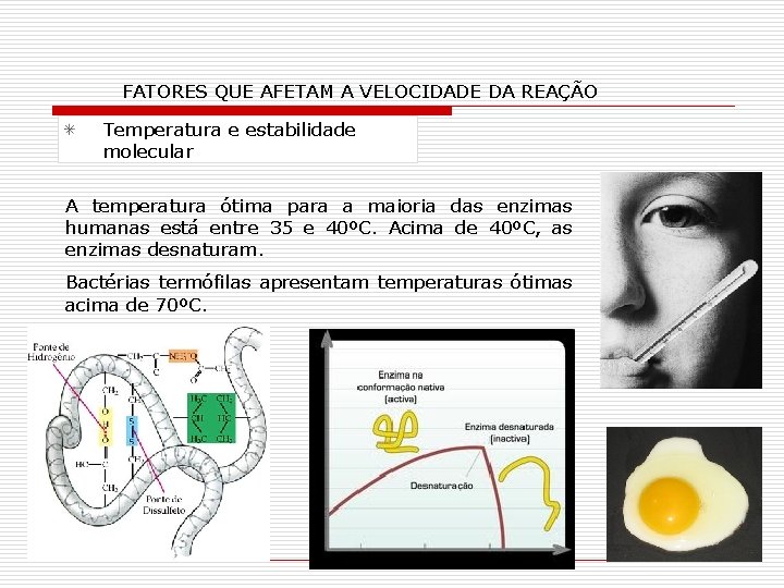 FATORES QUE AFETAM A VELOCIDADE DA REAÇÃO Temperatura e estabilidade molecular A temperatura ótima