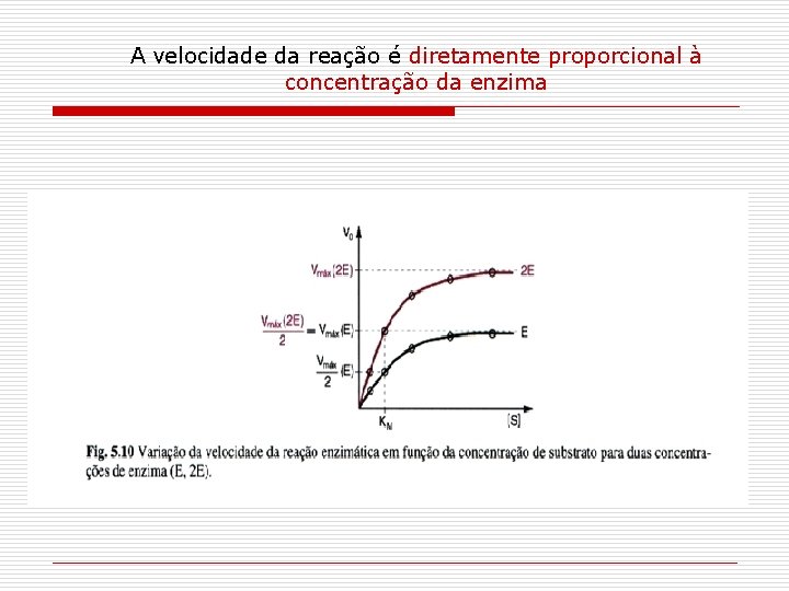 A velocidade da reação é diretamente proporcional à concentração da enzima 