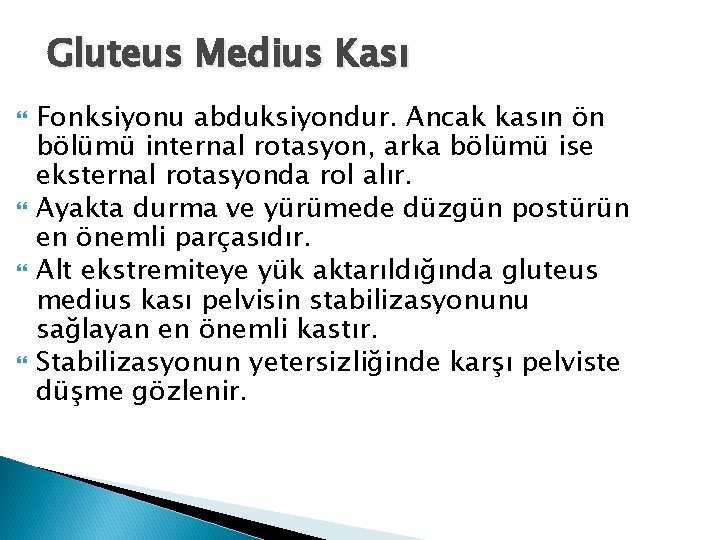 Gluteus Medius Kası Fonksiyonu abduksiyondur. Ancak kasın ön bölümü internal rotasyon, arka bölümü ise