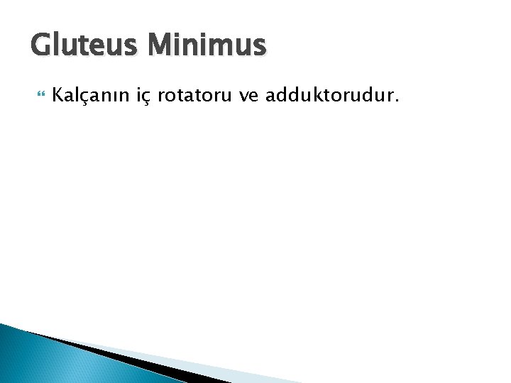 Gluteus Minimus Kalçanın iç rotatoru ve adduktorudur. 