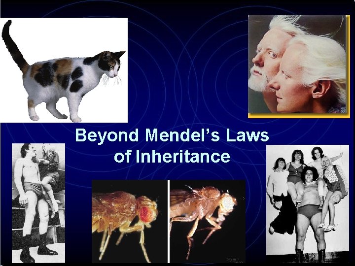 Beyond Mendel’s Laws of Inheritance 2007 -2008 