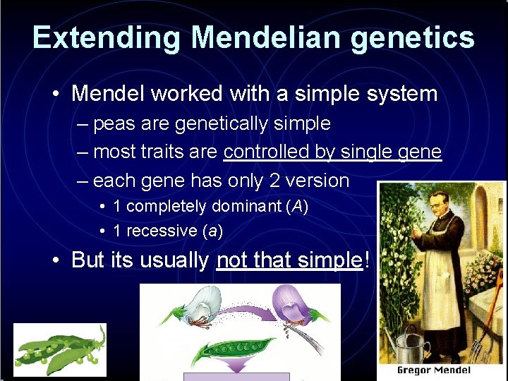 Extending Mendelian genetics • Mendel worked with a simple system – peas are genetically