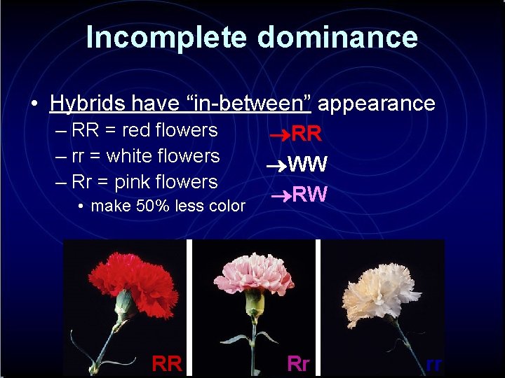 Incomplete dominance • Hybrids have “in-between” appearance – RR = red flowers – rr