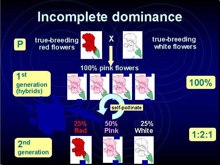 Incomplete dominance P X true-breeding red flowers 1 st true-breeding white flowers 100% pink