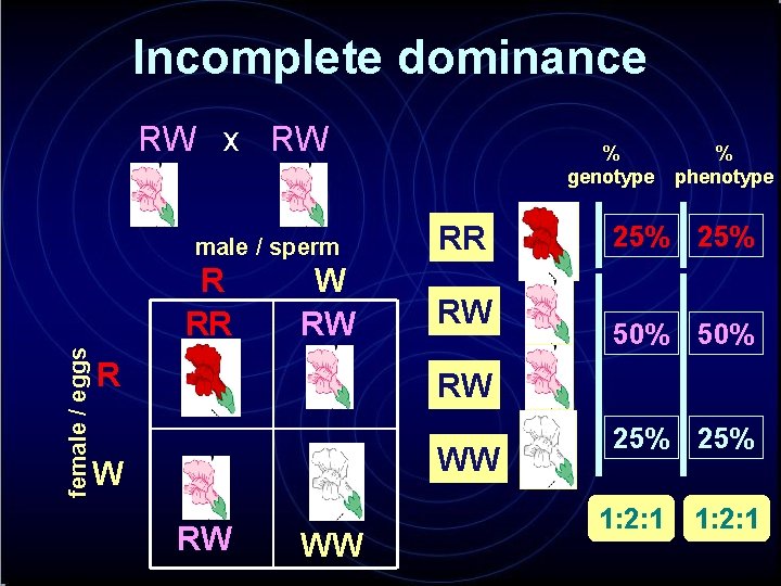 Incomplete dominance RW x RW male / sperm female / eggs R RR W