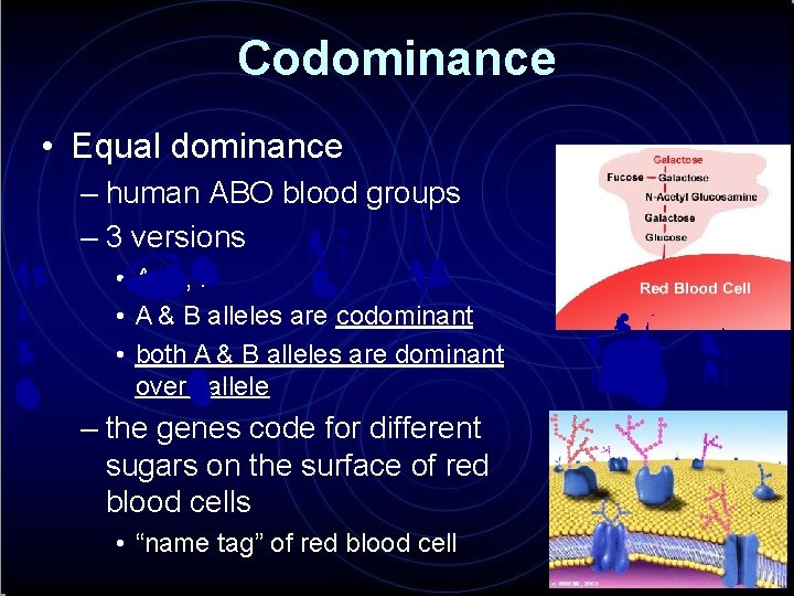 Codominance • Equal dominance – human ABO blood groups – 3 versions • A,