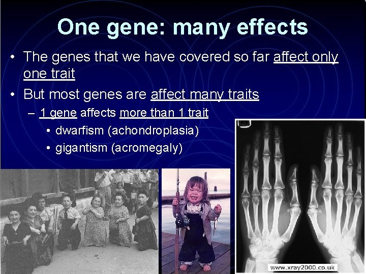 One gene: many effects • The genes that we have covered so far affect